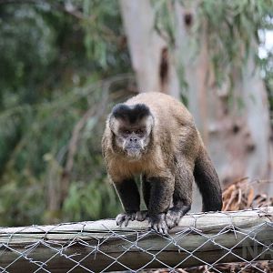 Free-ranging capuchin - Mendoza Zoo, April 2016