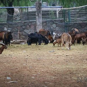 Juan Fernandez goats - Mendoza Zoo, April 2016