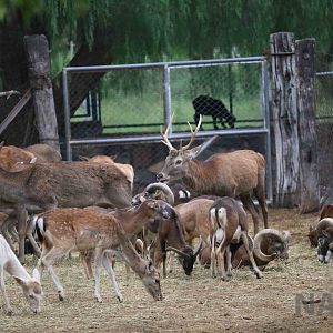 Melange - Mendoza Zoo, April 2016
