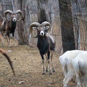 Mouflon - Mendoza Zoo, April 2016