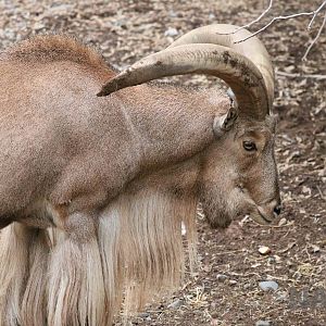 Barbary sheep - Mendoza Zoo, April 2016