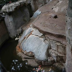 Bear grotto - Mendoza Zoo, April 2016