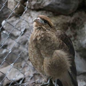 Chimango - Mendoza Zoo, April 2016