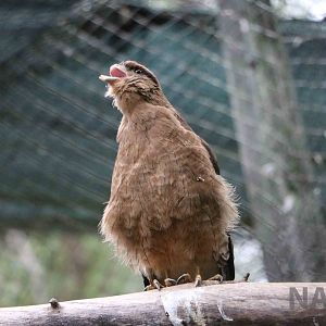 Injured chimango - Mendoza Zoo, April 2016