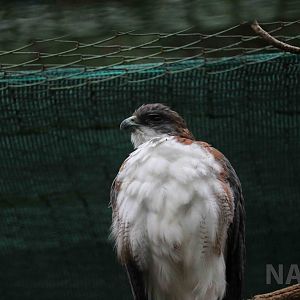 Variable hawk - Mendoza Zoo, April 2016