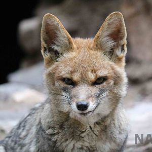 Chilla - Mendoza Zoo, April 2016