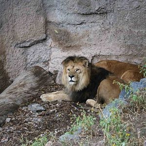 Lions - Mendoza Zoo, April 2016
