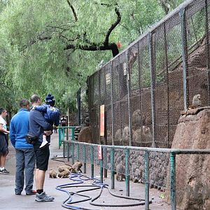Baboons + escapees - Mendoza Zoo, April 2016