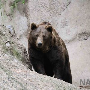 Brown bear - Mendoza Zoo, April 2016