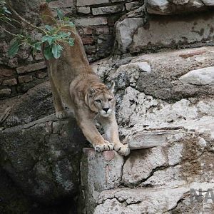 Stretching puma - Mendoza Zoo, April 2016