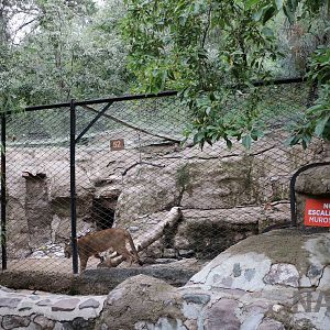 Puma enclosure - Mendoza Zoo, April 2016