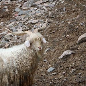 Angora sheep - Mendoza Zoo, April 2016