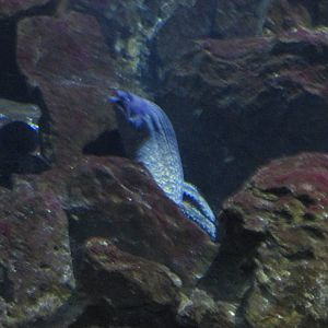 mediterrean moray eel barcelona aquarium