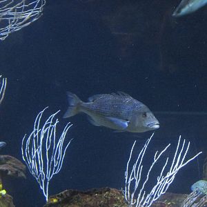 spotted sea bass barcelona aquarium