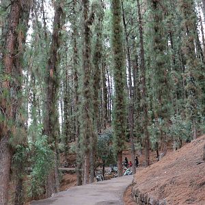 Forest path - Mendoza Zoo, April 2016
