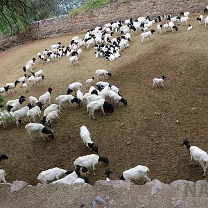 Somali sheep - Mendoza Zoo, April 2016