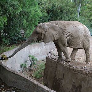 African elephant - Mendoza Zoo, April 2016