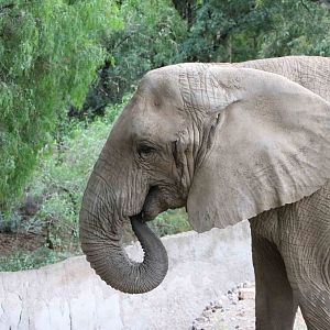 African elephant - Mendoza Zoo, April 2016