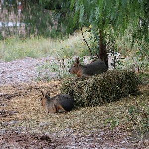 Feral/free-ranging (?) mara - Mendoza Zoo, April 2016