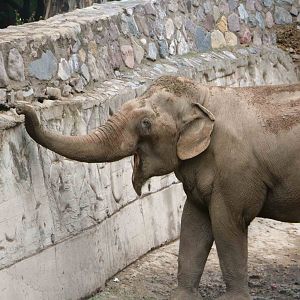 Asian elephant - Mendoza Zoo, April 2016