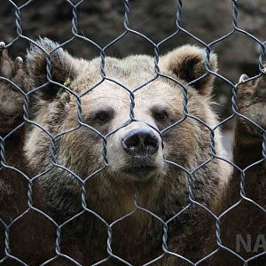 Brown bear - Mendoza Zoo, April 2016