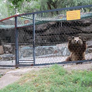 Brown bear enclosure - Mendoza Zoo, April 2016