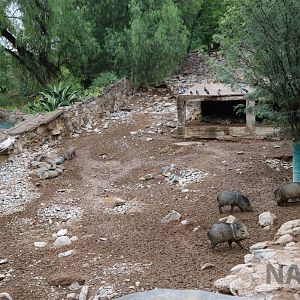Peccary enclosure - Mendoza Zoo, April 2016