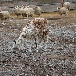 Llamas and sheep - Mendoza Zoo, April 2016