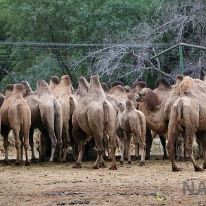 Camels looking for lunch - Mendoza Zoo, April 2016