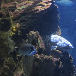 grouper barcelona aquarium