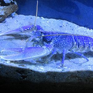 lobster barcelona aquarium