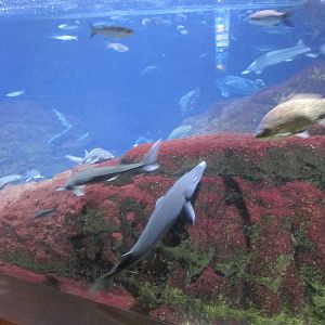 Ebro delta tank barcelona aquarium