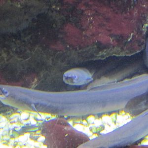 common eel barcelona aquarium