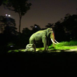 Tram Safari - Asian Elephant