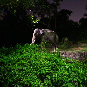 Tram Safari - Asian Elephant