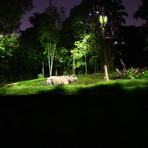 Tram Safari - Indian Rhino