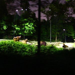 Tram Safari - Gaur