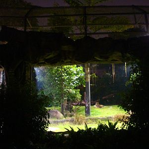 Tram Safari - Malayan Tiger