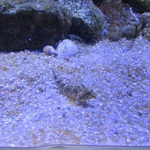 goby barcelona aquarium