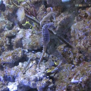 long snouted seahorse barcelona aquarium