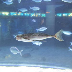 flying gurnard barcelona aquarium