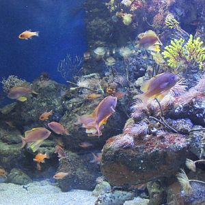 coral community tank barcelona aquarium