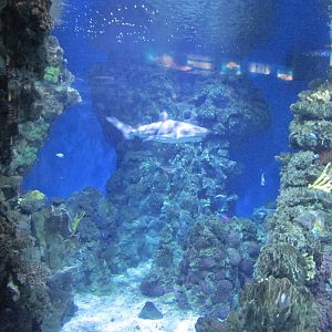 blacktip shark in oceanic tank barcelona aquarium