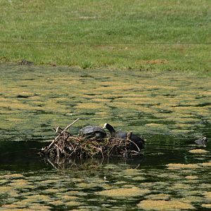 a Coot with a squatter in its nest