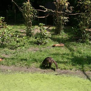 Crab-eating racoon and Bush dogs