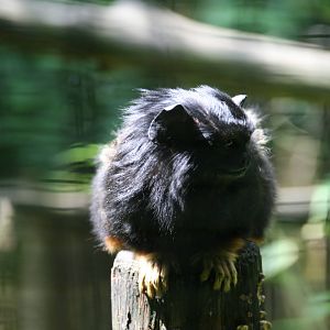 Red-handed tamarin
