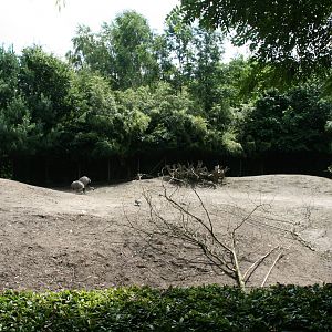 Vicuna and Rhea enclosure