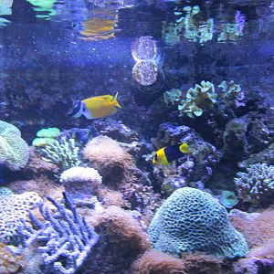coral community tank barcelona aquarium