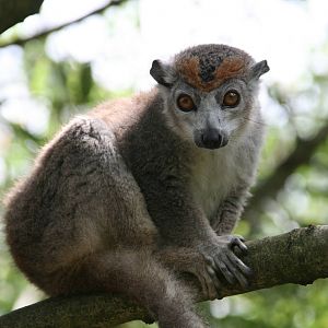 female Crowned lemur