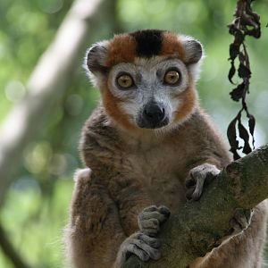 male Crowned lemur